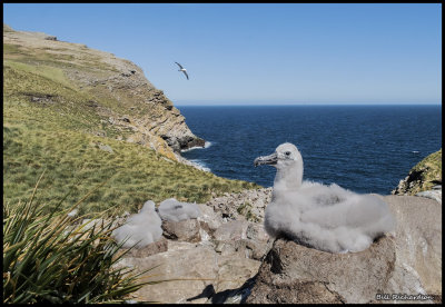 albatross chick hyperfocal2.jpg
