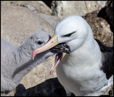 albatross chick missing mark.jpg