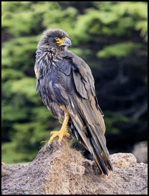 striated caracara.jpg