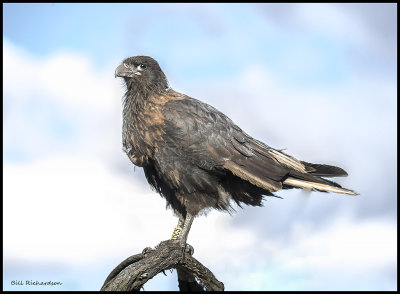 striated caracara on branch.jpg