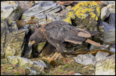 striated caracara hunting in rocks.jpg