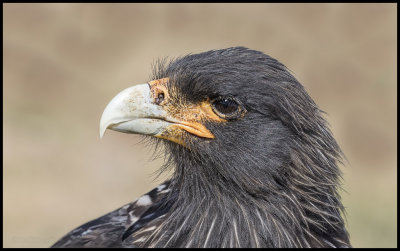 striated caracara head shot.jpg