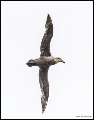 Southern Giant Petrelin flight.jpg