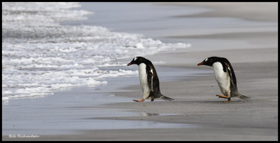 gentoo penguins head out.jpg