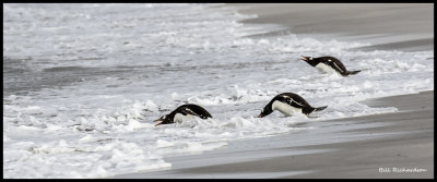 gentoo penguins into the sea.jpg