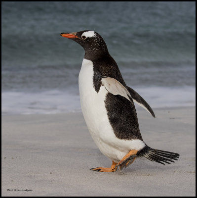 gentoo penguin running to the sea.jpg