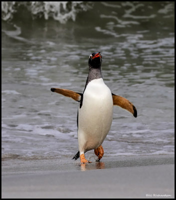 gentoo penguin running from wave.jpg