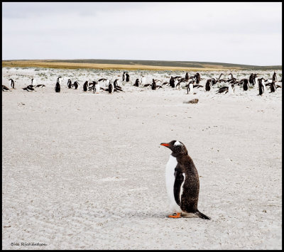 gentoo penguin r juveniles waiting for parents.jpg
