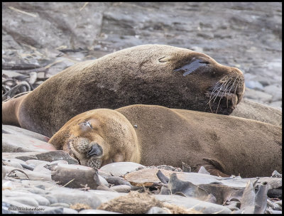 sea lions king and queen.jpg