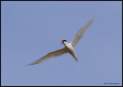 south american tern.jpg