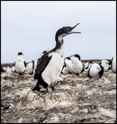 imperial shag chick squawking on nest.jpg