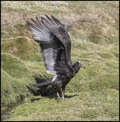 turkey vulture.jpg