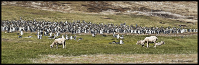 King Penguin colony.jpg