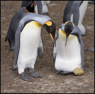King Penguin lost egg.jpg