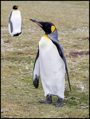 King Penguin posing.jpg