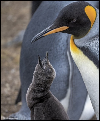 King Penguin chick begging.jpg