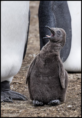 King Penguin chick hey down hear.jpg