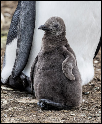 King Penguin chick.jpg