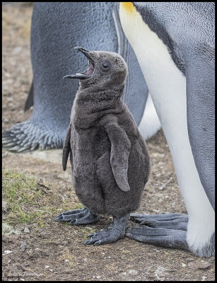 King Penguin chick squacking.jpg
