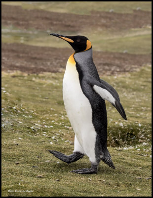 King Penguin marching to the sea.jpg