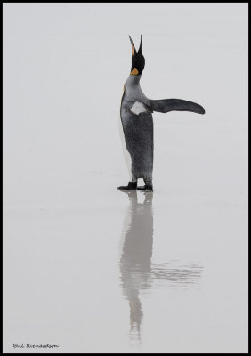 King Penguin at the sea.jpg