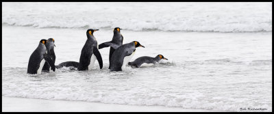 King Penguin into the surf.jpg