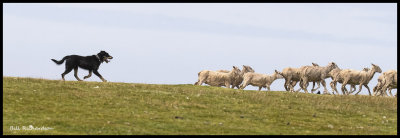 dog herding sheep.jpg
