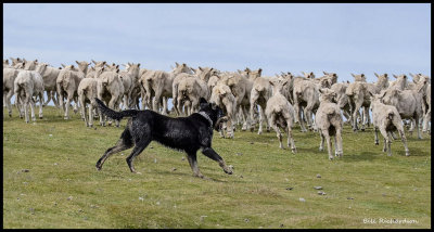 dog herding sheep2.jpg