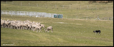 dog herding sheep3.jpg