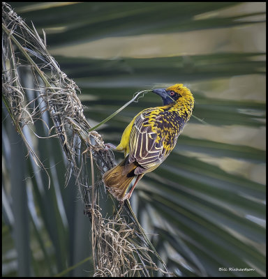 southern masked weaver bird (male) nest building 1.jpg