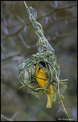 southern masked weaver bird (male) nest building 2.jpg