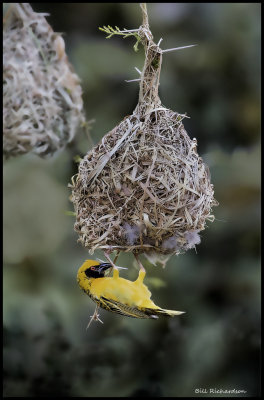 southern masked weaver bird (male) nest building 3.jpg