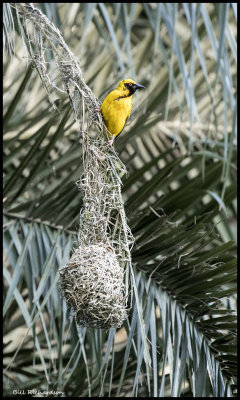 southern masked weaver bird (male) nest building 4.jpg