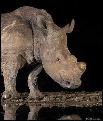 rhino portrait.jpg