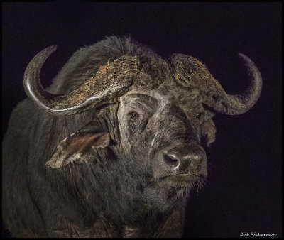buffalo bull portrait2.jpg