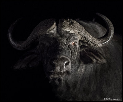 buffalo bull portrait3.jpg