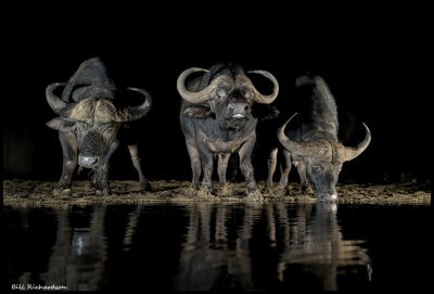 buffalo threesome.jpg