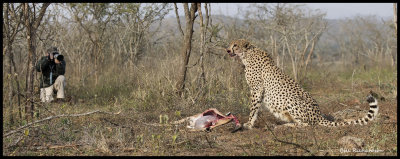 cheetah being photographed.jpg
