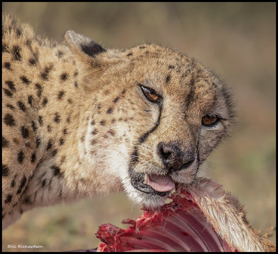 cheetah eating ribs.jpg