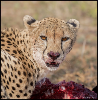 cheetahportrait.jpg