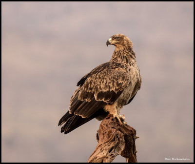 Tawny eagle perched.jpg