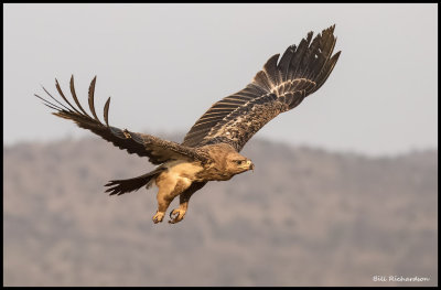 Tawny eagle.jpg