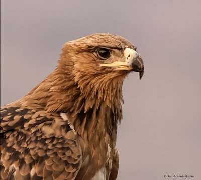 Tawny eagle portrait.jpg