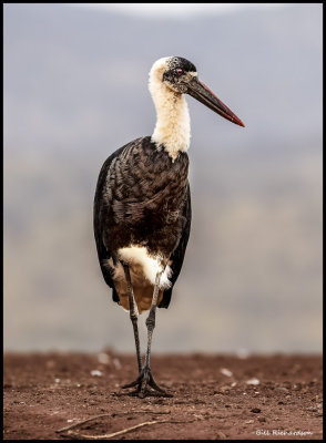 wooly necked stork.jpg