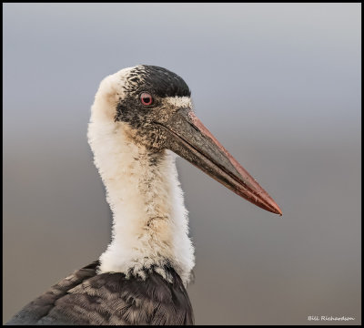 wooly necked stork portrait.jpg
