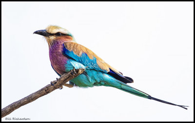 lilac breasted roller.jpg