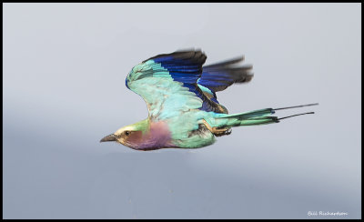 violet breasted roller in flight.jpg