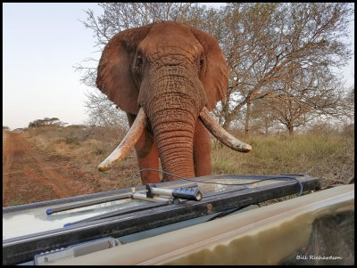 elephant at vehicle.jpg