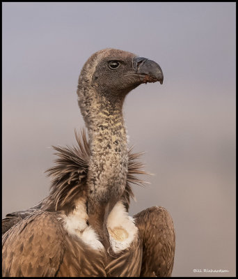 white backed vultureportrait.jpg