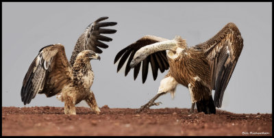 eagle vulture confrontation.jpg